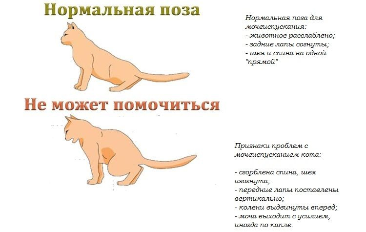 поза кошки при мочеиспускании