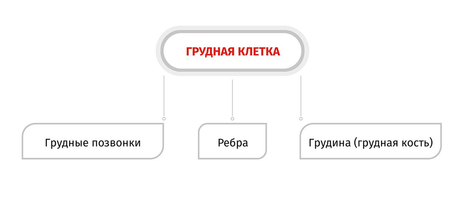 грудная клетка