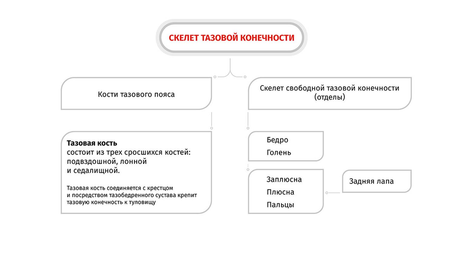 скелет тазовой конечности