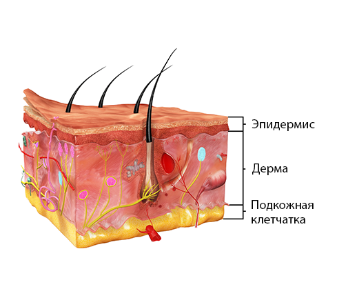 Строение кожи кошки