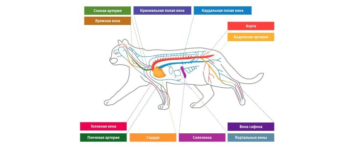 Кровеносная система кошек