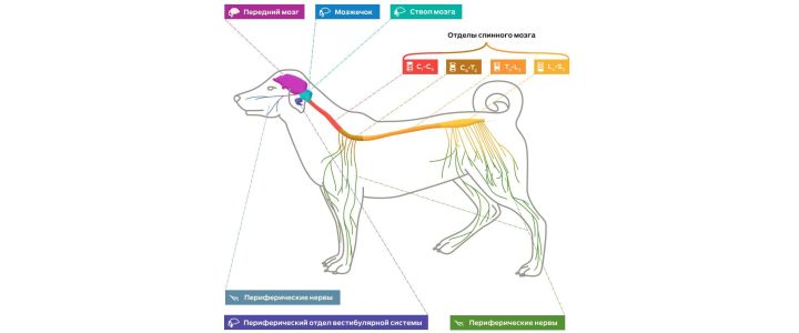 Нервная система собак